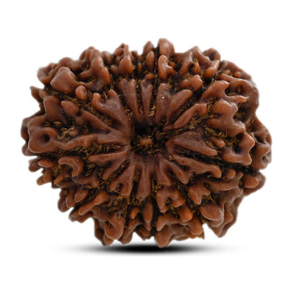 11 Mukhi Rudraksha (Nepal) 25.41 M.M.