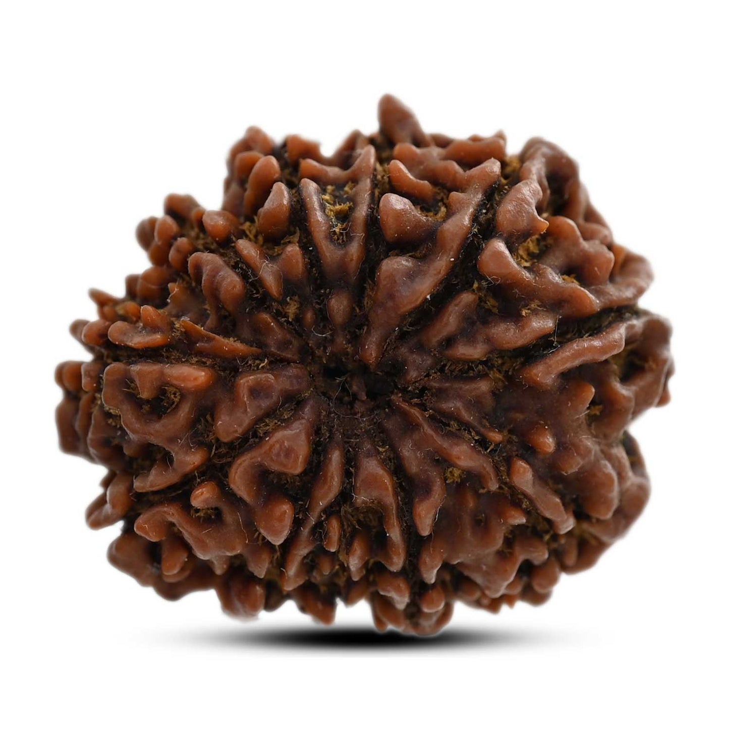 11 Mukhi Rudraksha (Nepal) 25.41 M.M.