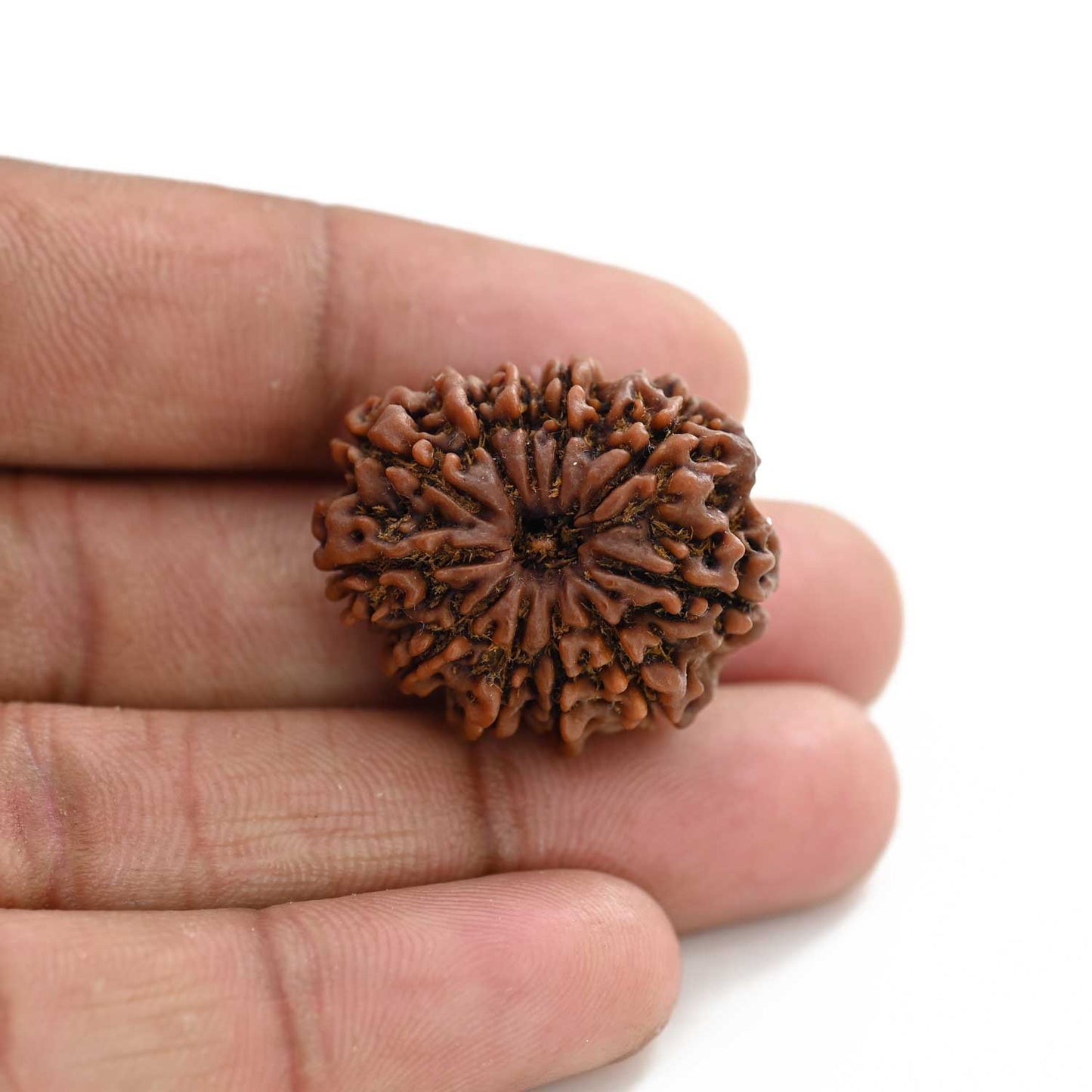 11 Mukhi Rudraksha (Nepal) 25.41 M.M.