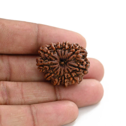 11 Mukhi Rudraksha (Nepal) 25.41 M.M.