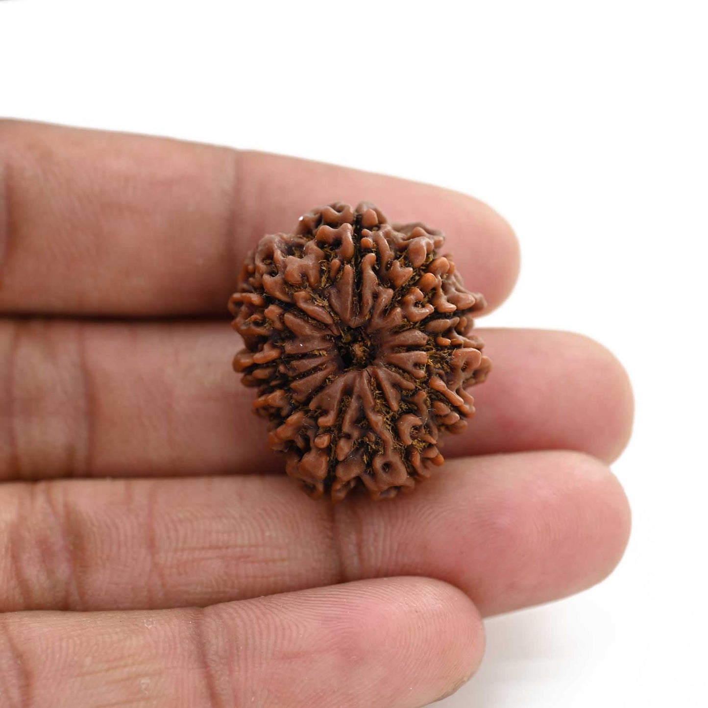 11 Mukhi Rudraksha (Nepal) 25.41 M.M.