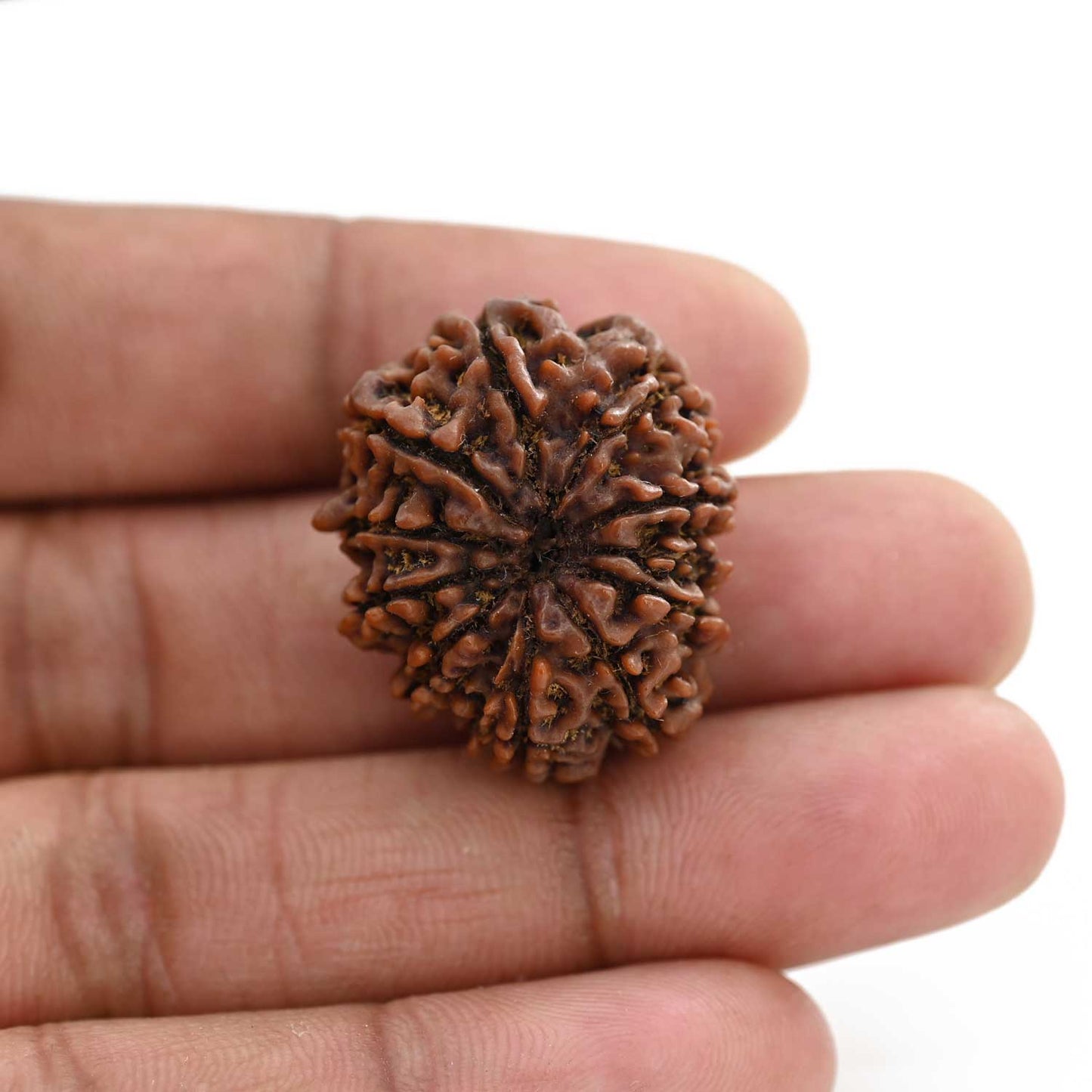 11 Mukhi Rudraksha (Nepal) 25.41 M.M.