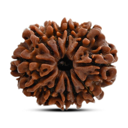 11 Mukhi Rudraksha (Nepal) 27.6 M.M.