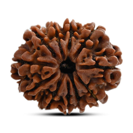 11 Mukhi Rudraksha (Nepal) 27.6 M.M.