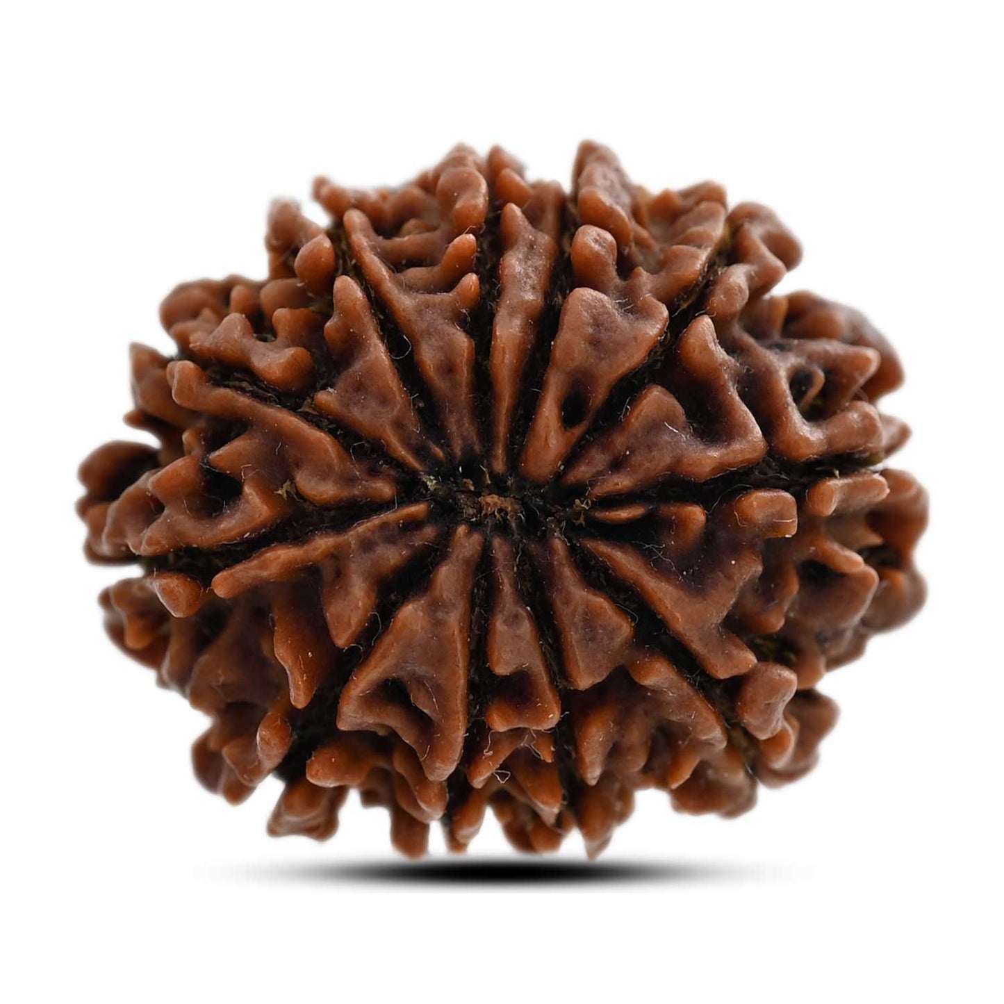 11 Mukhi Rudraksha (Nepal) 27.6 M.M.