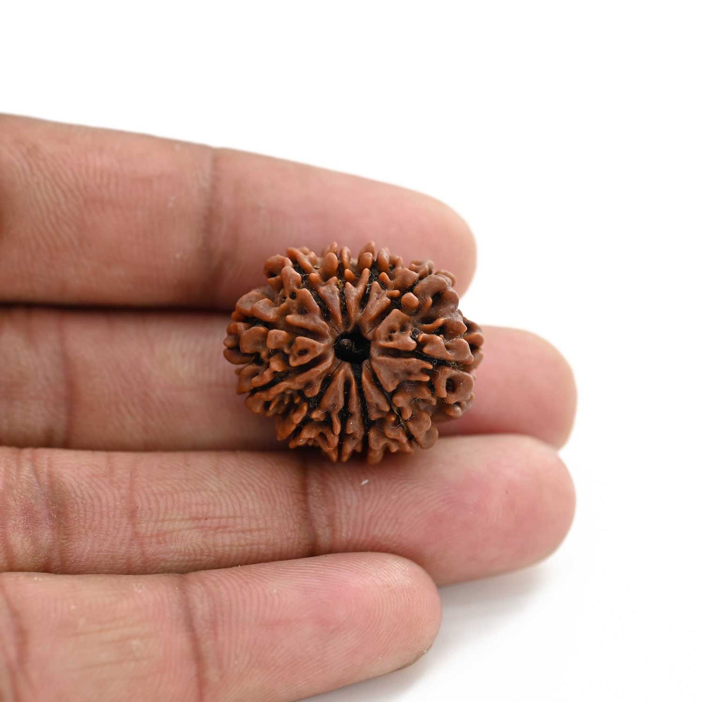11 Mukhi Rudraksha (Nepal) 27.6 M.M.