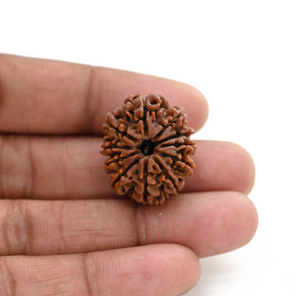 11 Mukhi Rudraksha (Nepal) 27.6 M.M.