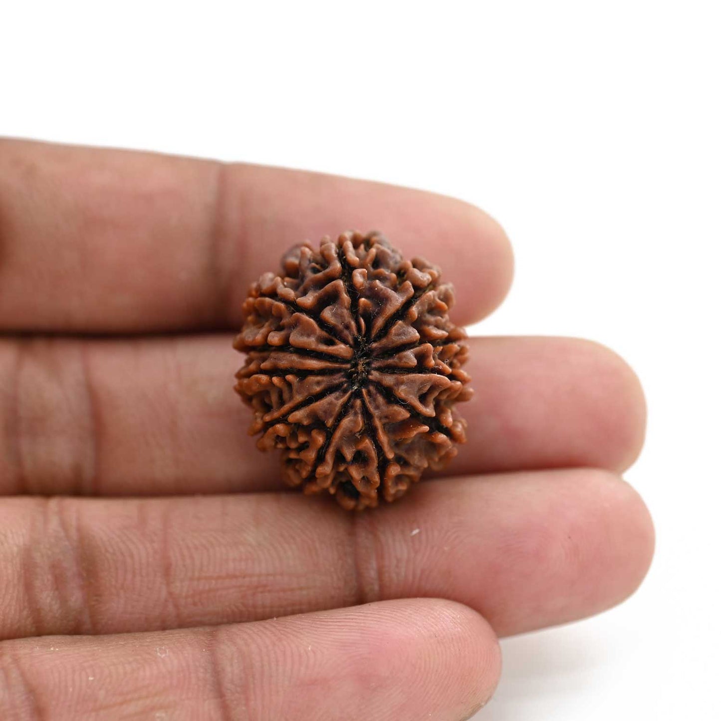 11 Mukhi Rudraksha (Nepal) 27.6 M.M.