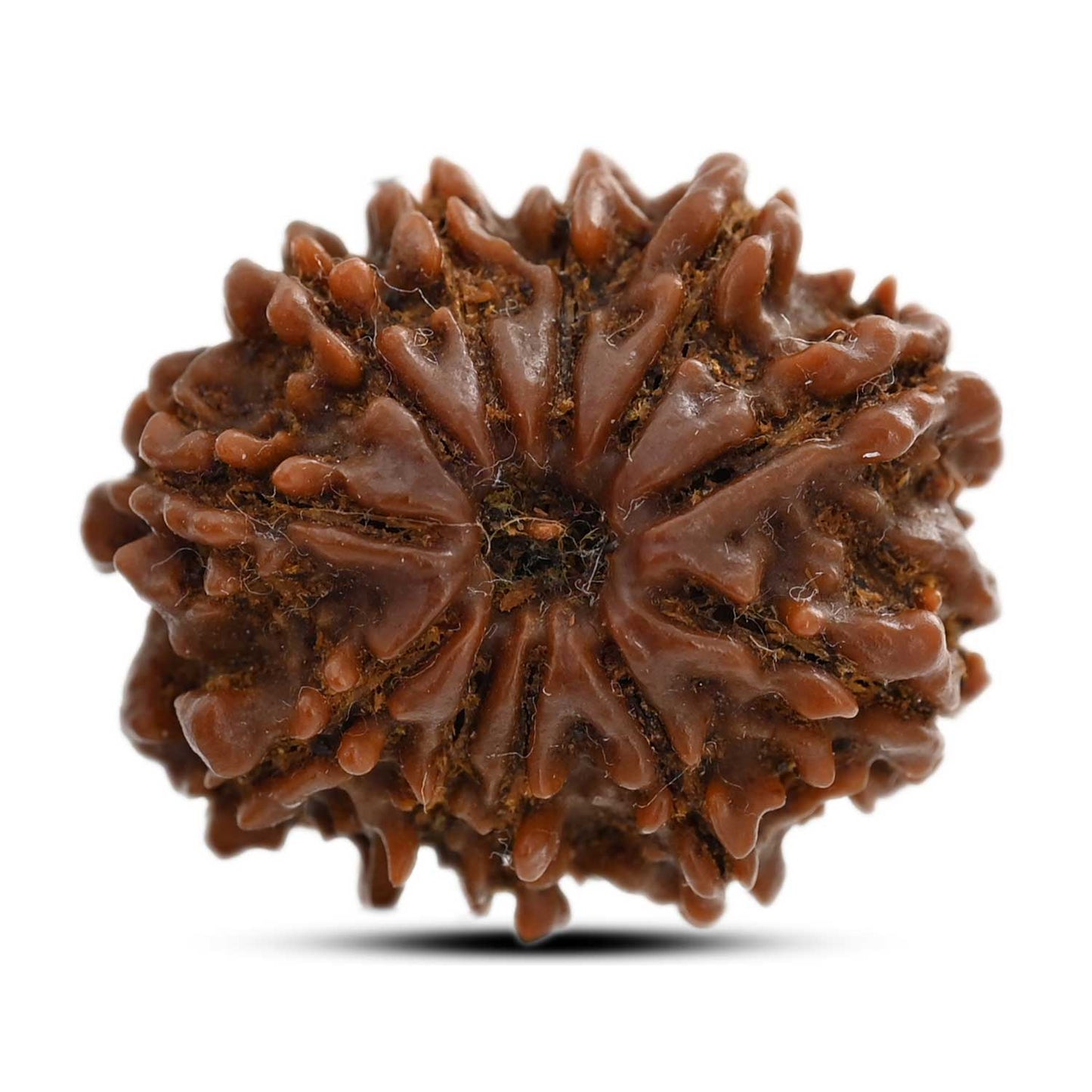 11 Mukhi Rudraksha (Nepal) 26 M.M.