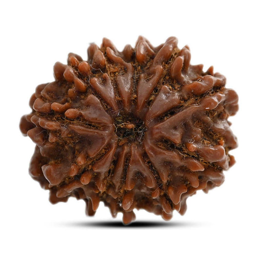 11 Mukhi Rudraksha (Nepal) 26 M.M.