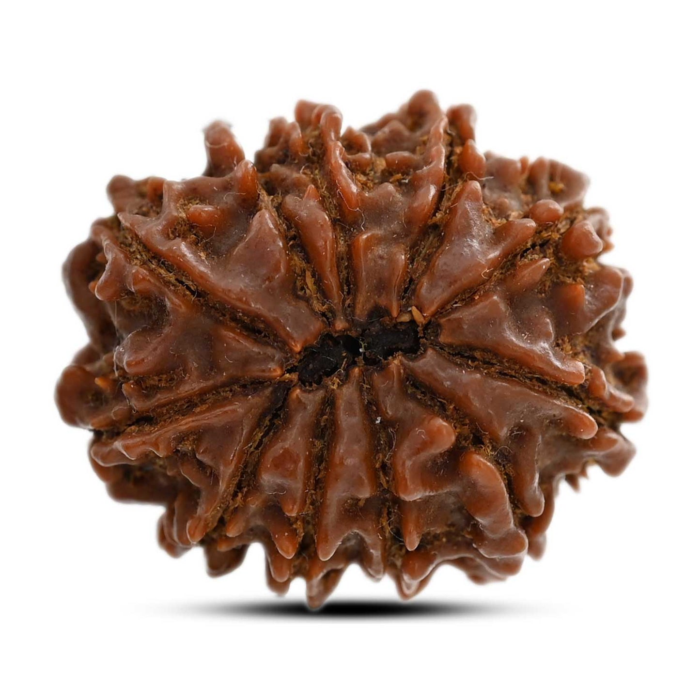 11 Mukhi Rudraksha (Nepal) 26 M.M.