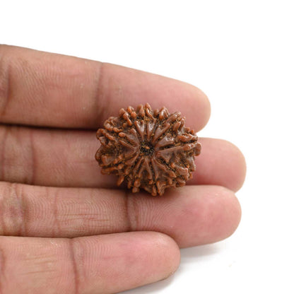 11 Mukhi Rudraksha (Nepal) 26 M.M.