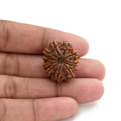 11 Mukhi Rudraksha (Nepal) 26 M.M.