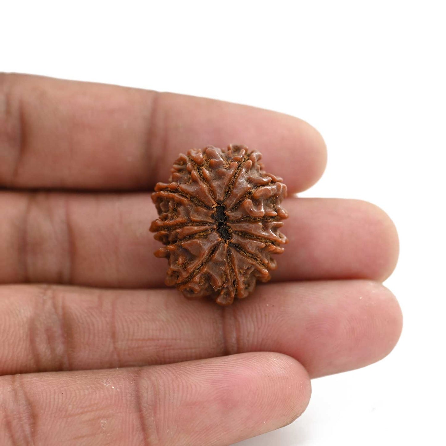 11 Mukhi Rudraksha (Nepal) 26 M.M.
