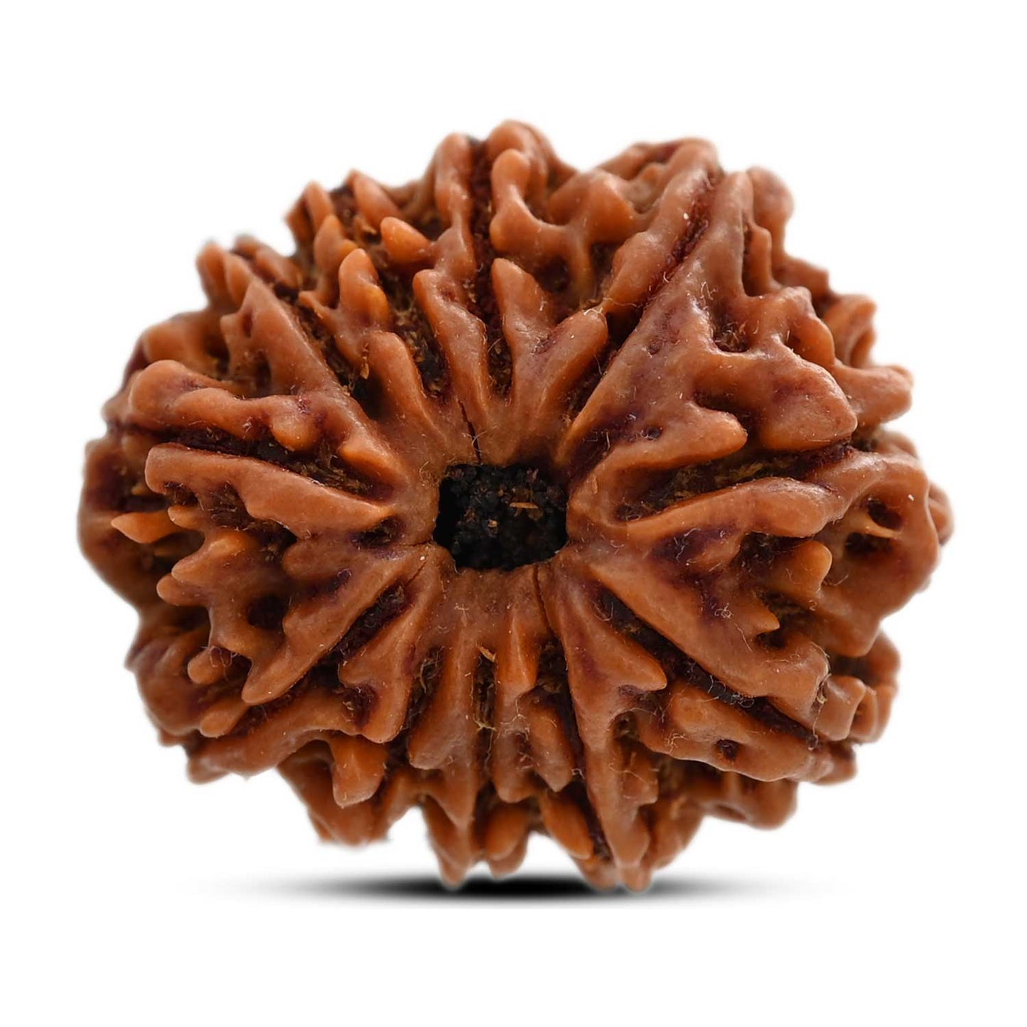 11 Mukhi Rudraksha (Nepal) 25.36 M.M.