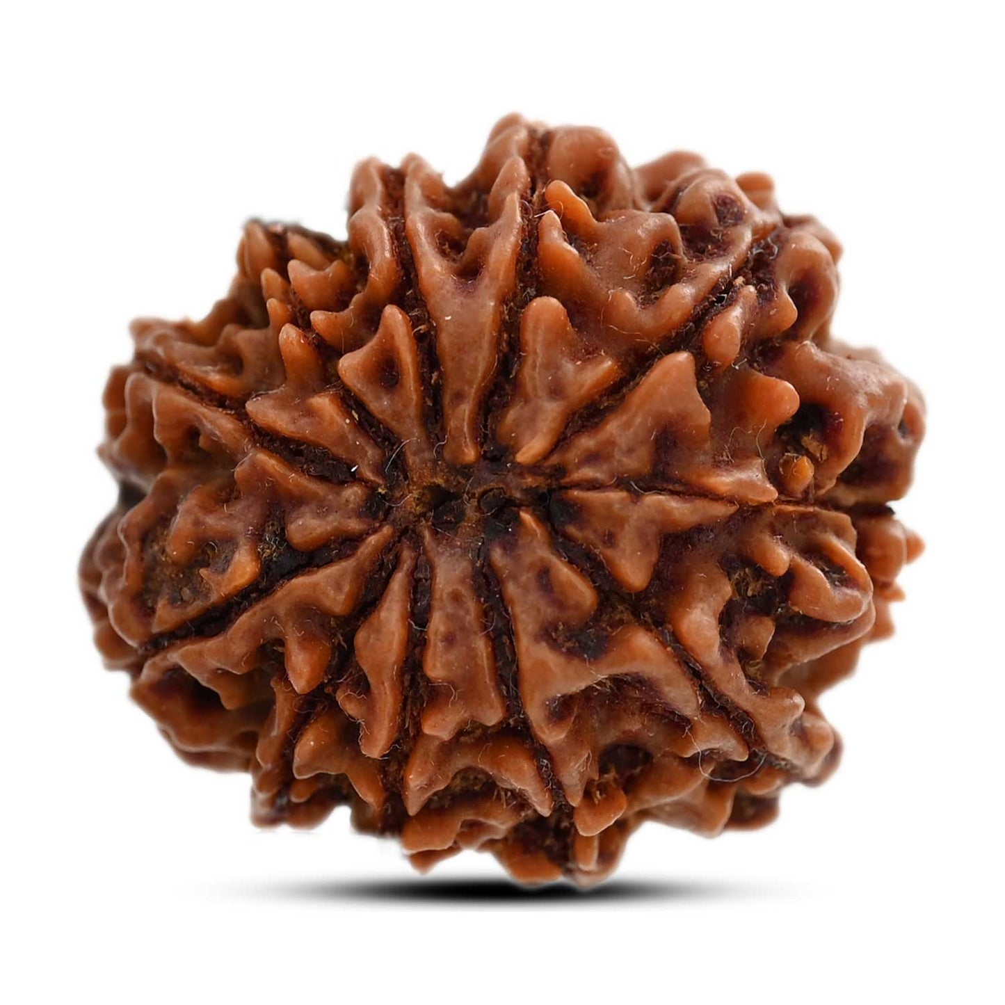 11 Mukhi Rudraksha (Nepal) 25.36 M.M.