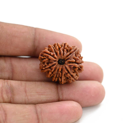 11 Mukhi Rudraksha (Nepal) 25.36 M.M.