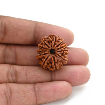 11 Mukhi Rudraksha (Nepal) 25.36 M.M.