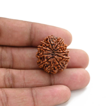 11 Mukhi Rudraksha (Nepal) 25.36 M.M.