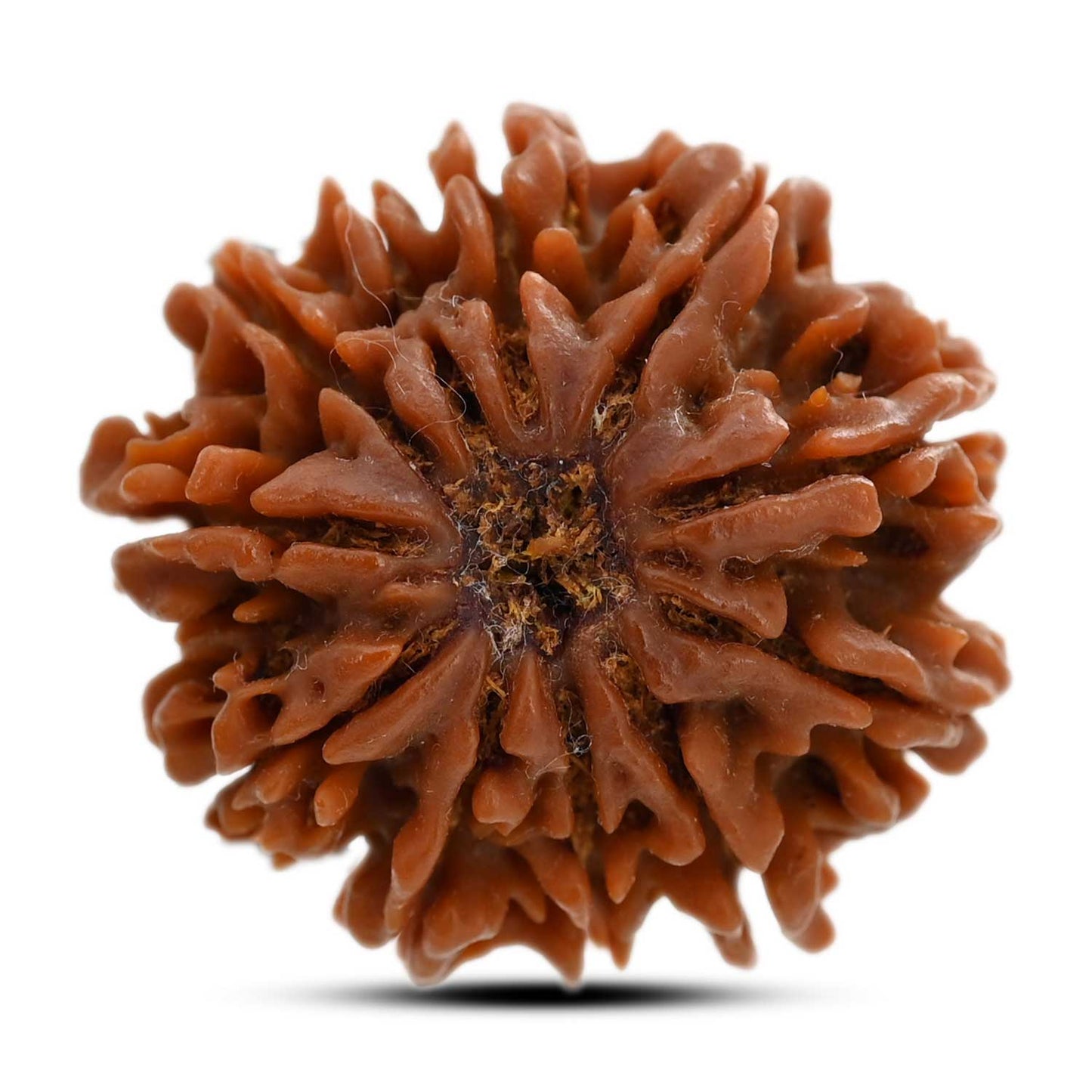 11 Mukhi Rudraksha (Nepal) 23.75 M.M.