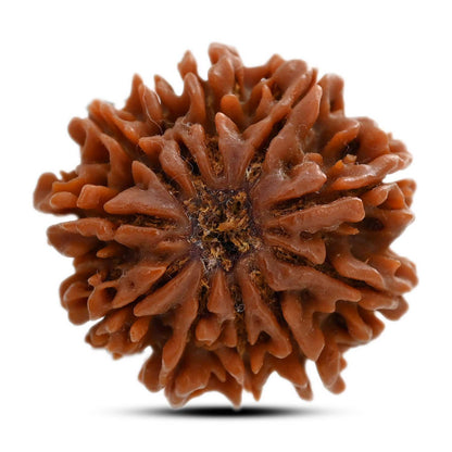 11 Mukhi Rudraksha (Nepal) 23.75 M.M.