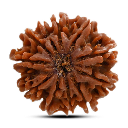 11 Mukhi Rudraksha (Nepal) 23.75 M.M.