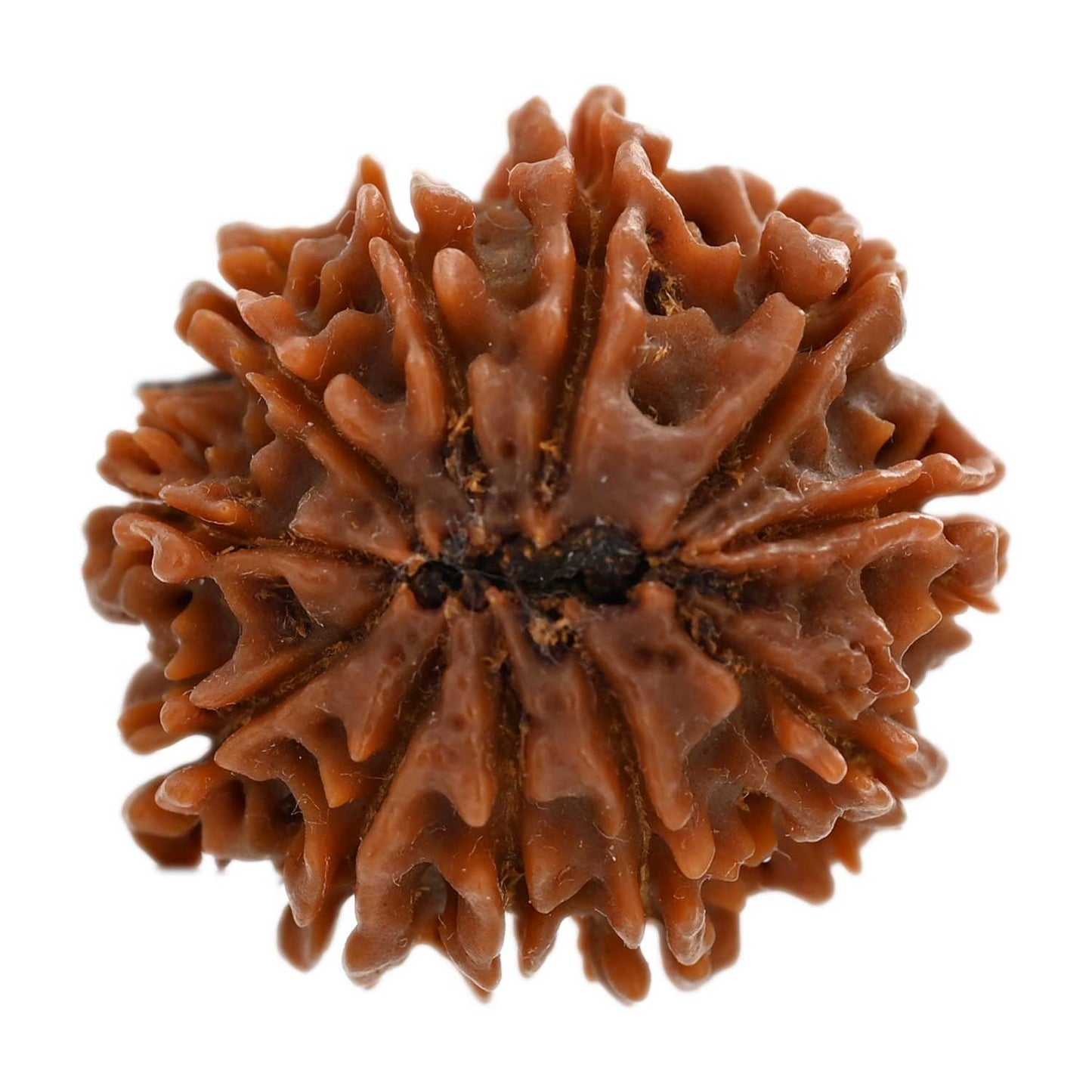 11 Mukhi Rudraksha (Nepal) 23.75 M.M.