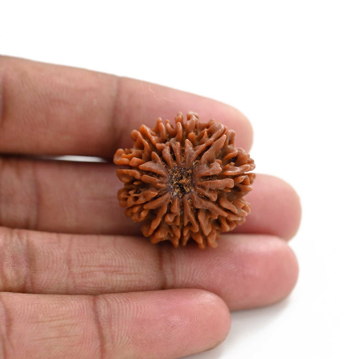 11 Mukhi Rudraksha (Nepal) 23.75 M.M.