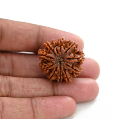 11 Mukhi Rudraksha (Nepal) 23.75 M.M.