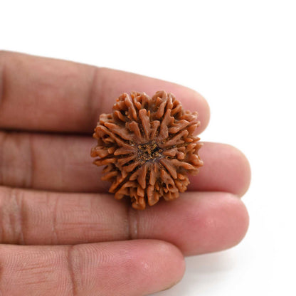 11 Mukhi Rudraksha (Nepal) 23.75 M.M.
