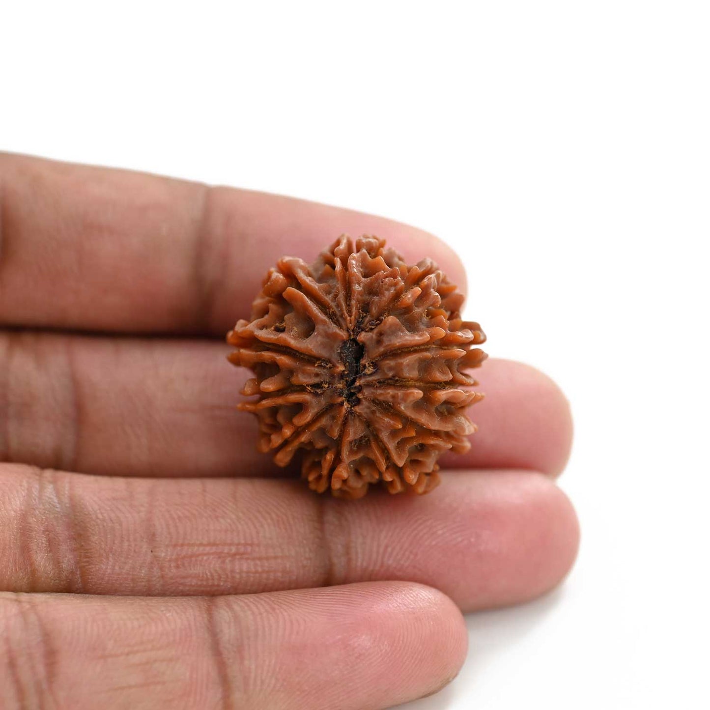 11 Mukhi Rudraksha (Nepal) 23.75 M.M.
