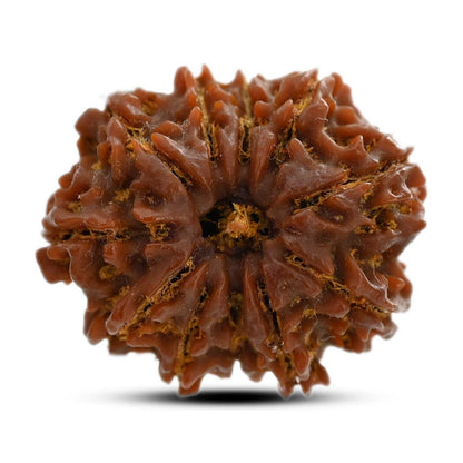 11 Mukhi Rudraksha (Nepal) 26.35 M.M.