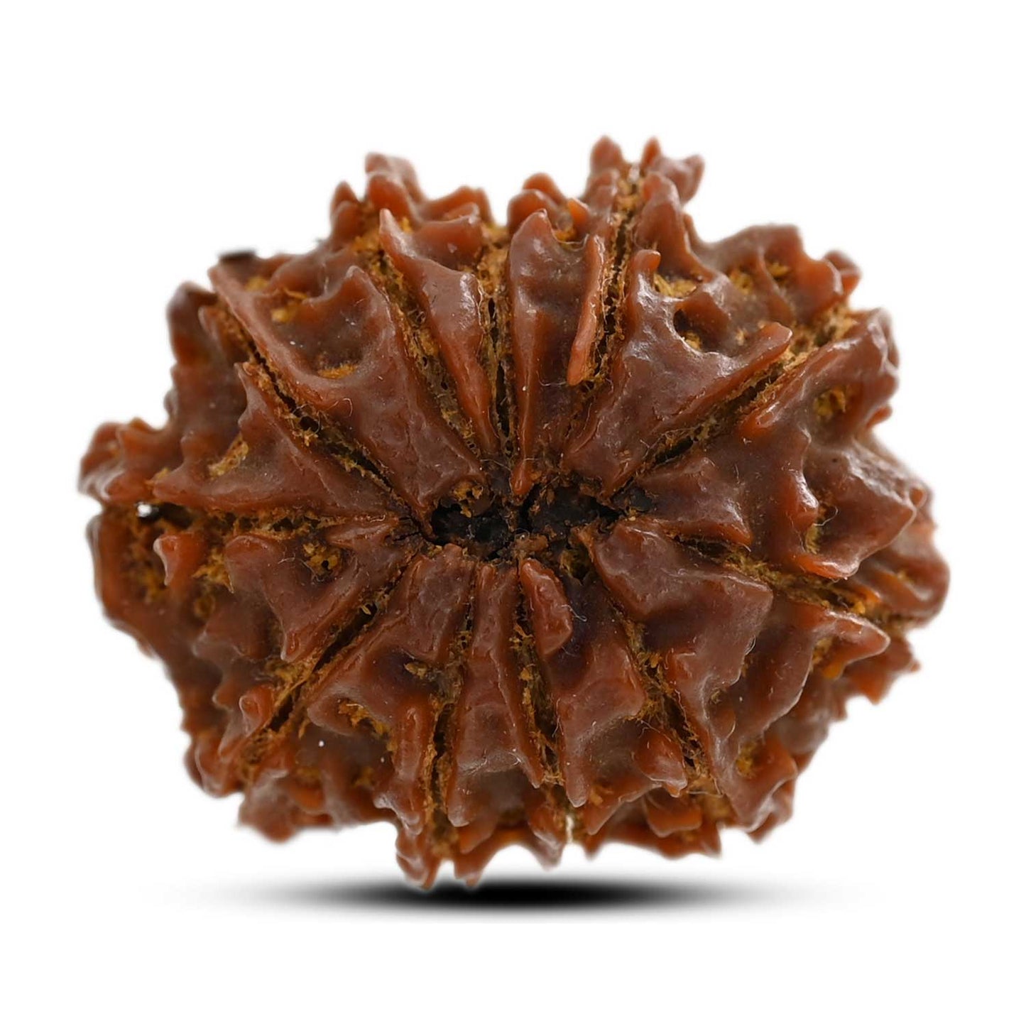11 Mukhi Rudraksha (Nepal) 26.35 M.M.