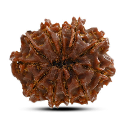 11 Mukhi Rudraksha (Nepal) 26.35 M.M.