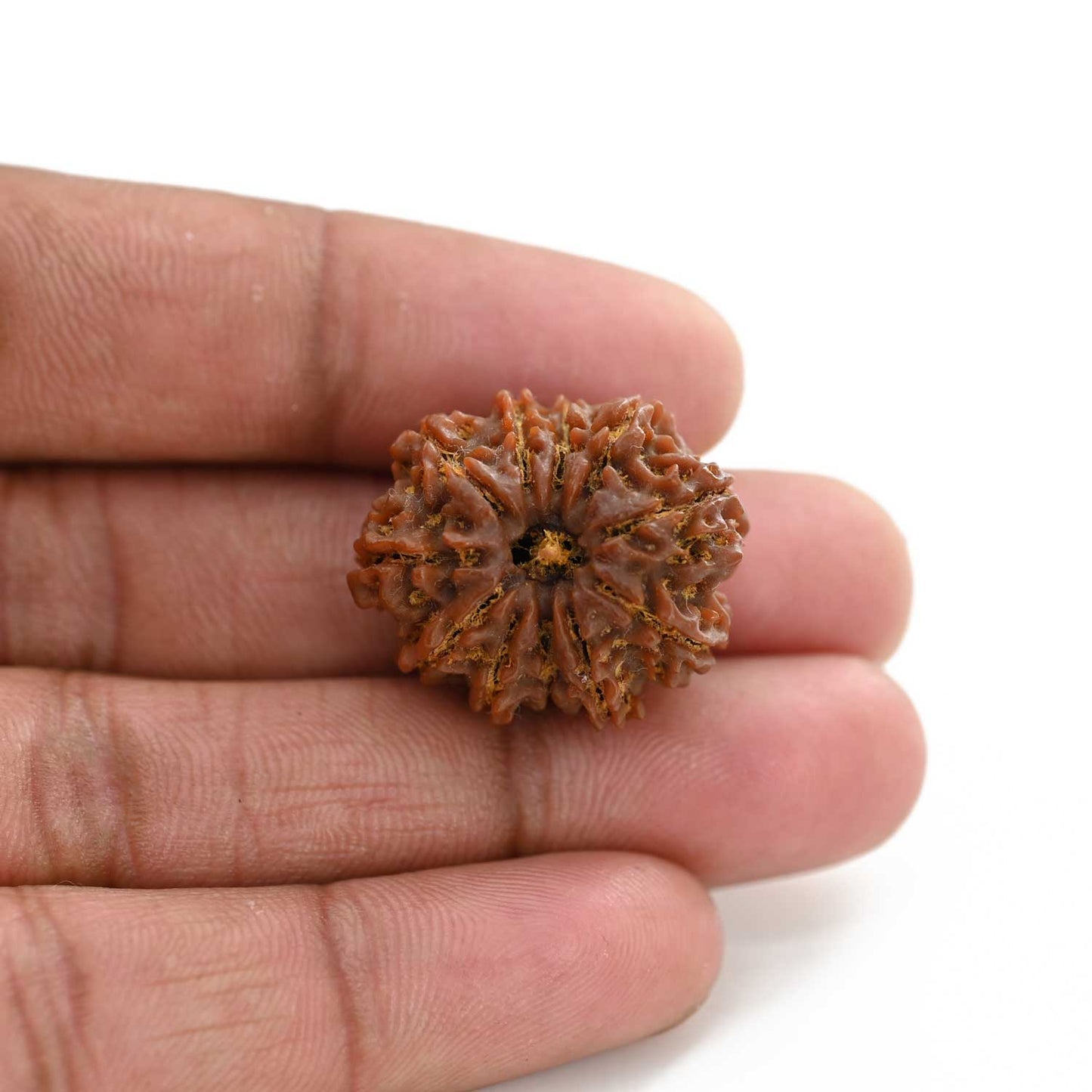 11 Mukhi Rudraksha (Nepal) 26.35 M.M.