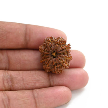 11 Mukhi Rudraksha (Nepal) 26.35 M.M.