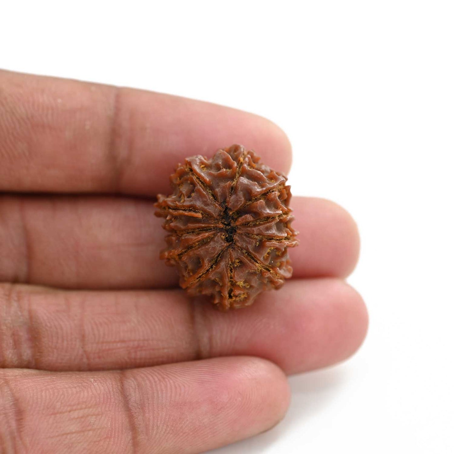 11 Mukhi Rudraksha (Nepal) 26.35 M.M.