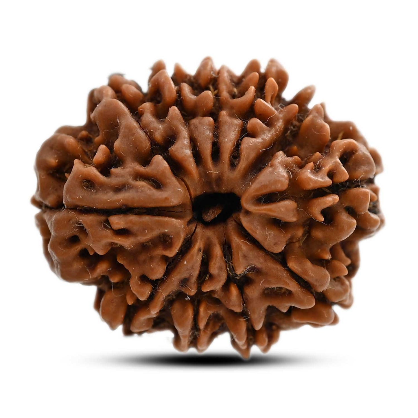 11 Mukhi Rudraksha (Nepal) 24.42 M.M.