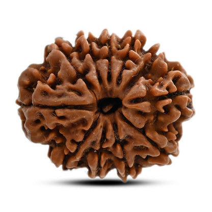 11 Mukhi Rudraksha (Nepal) 24.42 M.M.