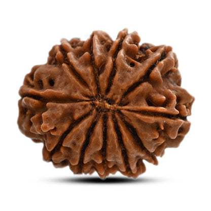 11 Mukhi Rudraksha (Nepal) 24.42 M.M.