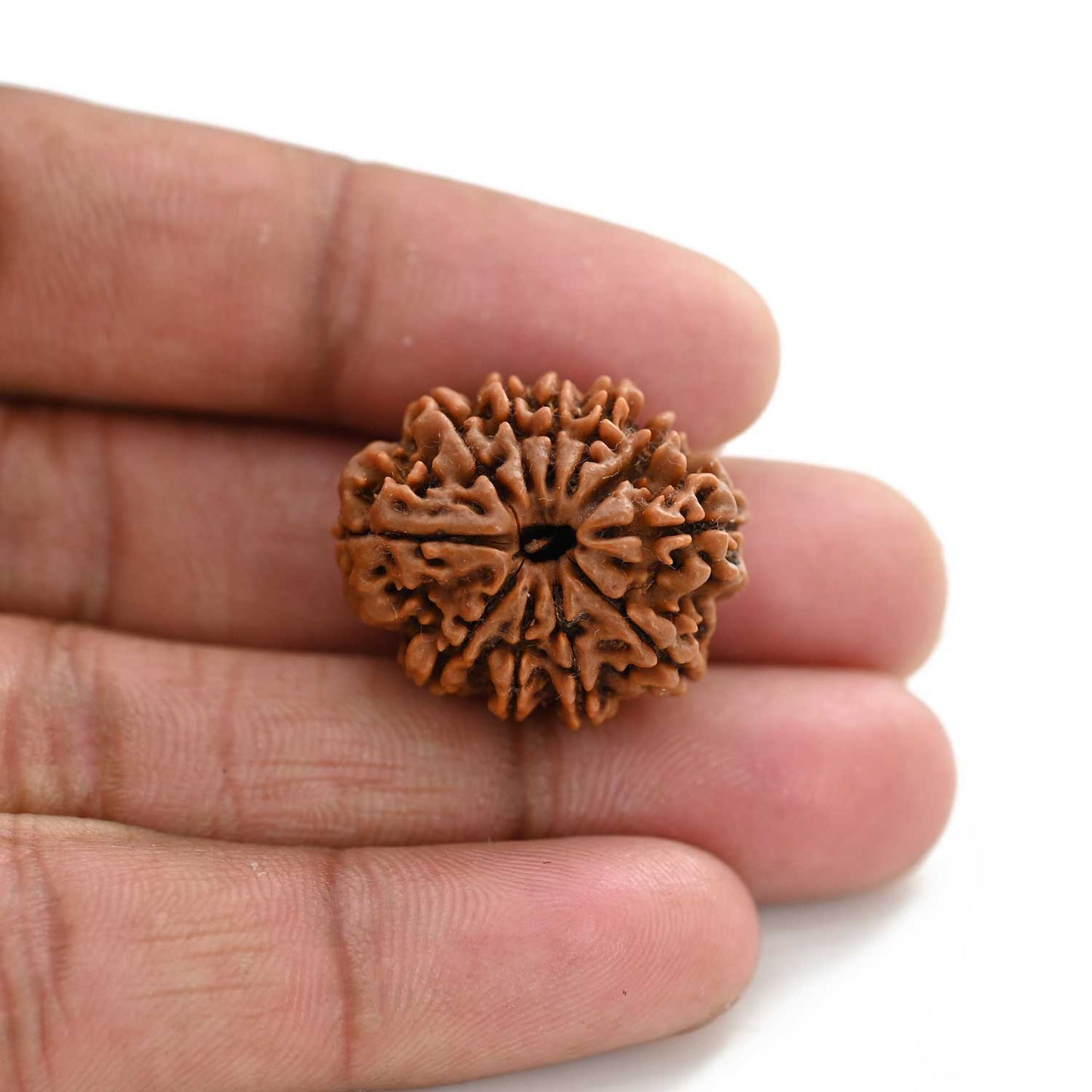 11 Mukhi Rudraksha (Nepal) 24.42 M.M.
