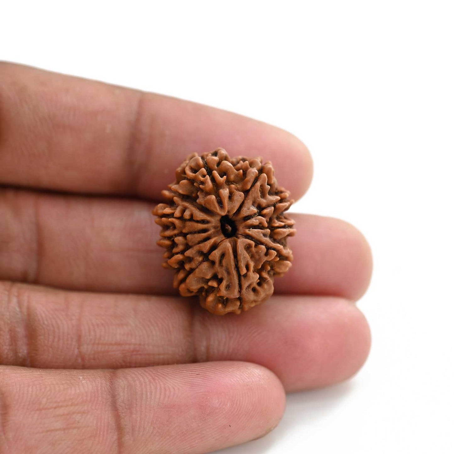 11 Mukhi Rudraksha (Nepal) 24.42 M.M.