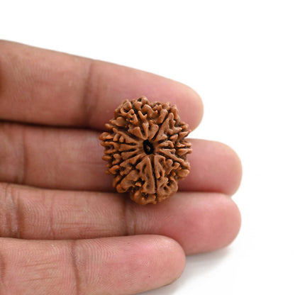 11 Mukhi Rudraksha (Nepal) 24.42 M.M.