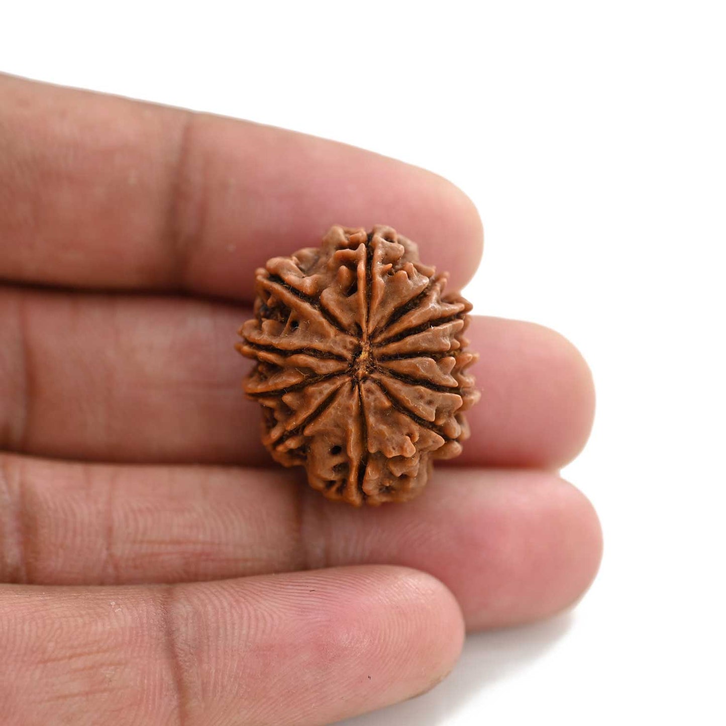 11 Mukhi Rudraksha (Nepal) 24.42 M.M.