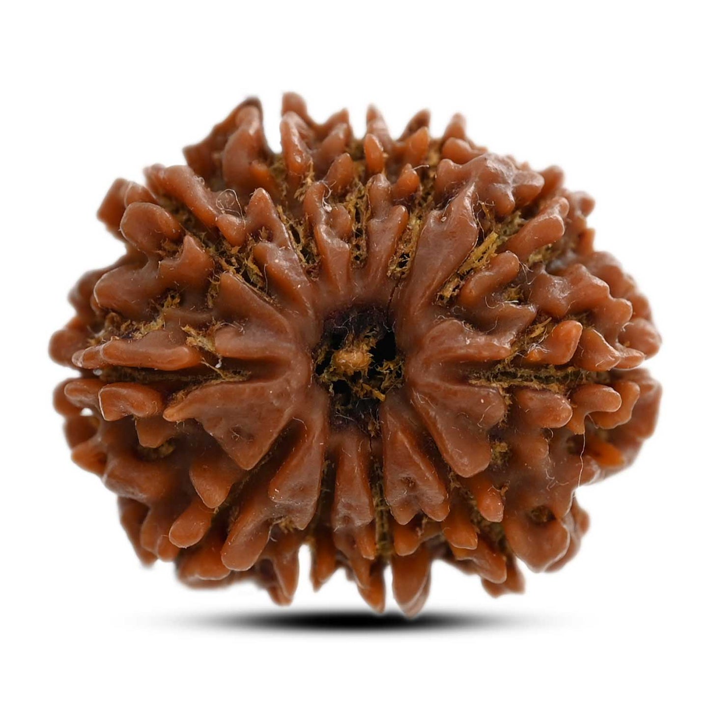 11 Mukhi Rudraksha (Nepal) 25.75 M.M.