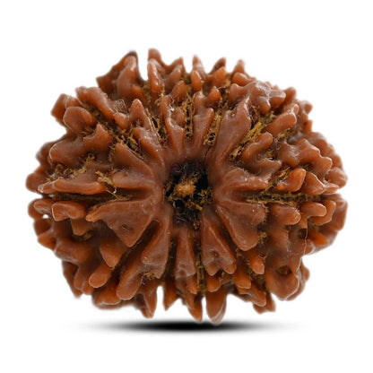 11 Mukhi Rudraksha (Nepal) 25.75 M.M.