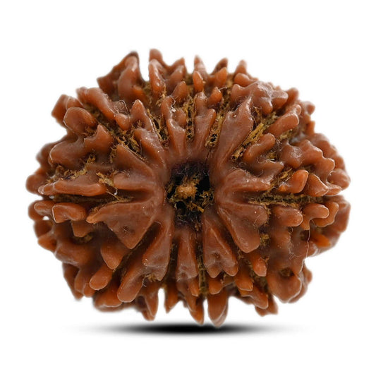 11 Mukhi Rudraksha (Nepal) 25.75 M.M.
