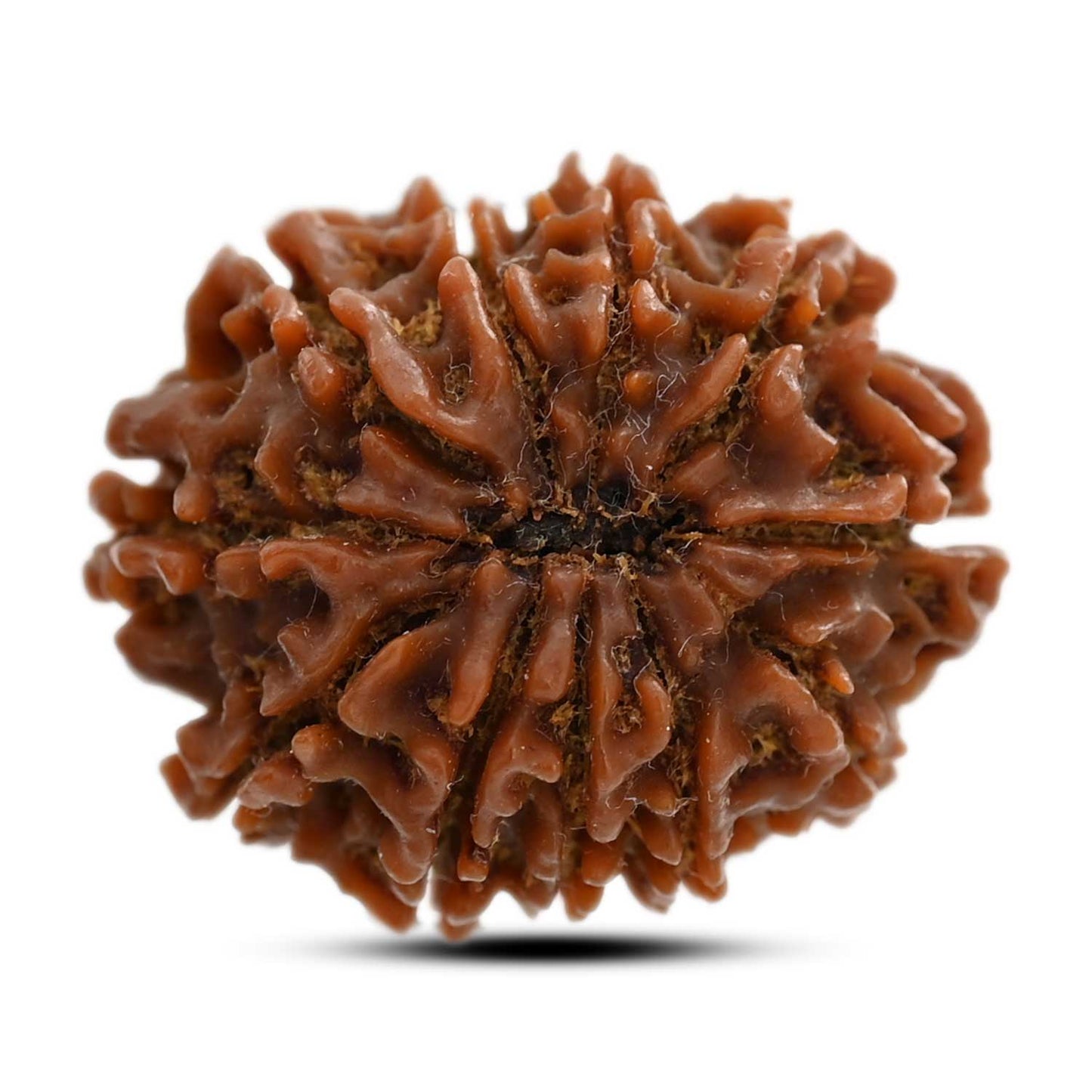 11 Mukhi Rudraksha (Nepal) 25.75 M.M.