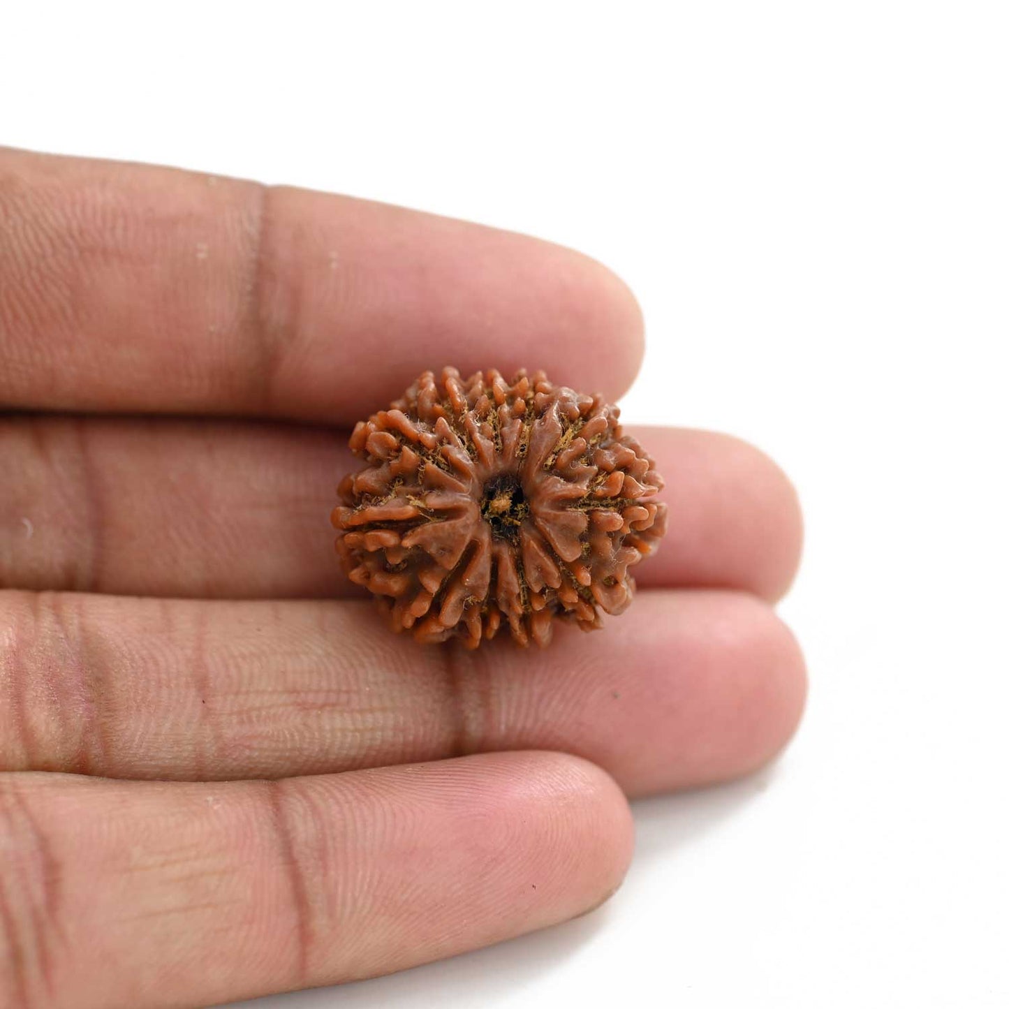 11 Mukhi Rudraksha (Nepal) 25.75 M.M.