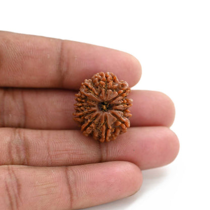 11 Mukhi Rudraksha (Nepal) 25.75 M.M.
